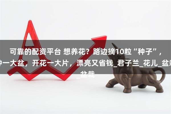 可靠的配资平台 想养花？路边摘10粒“种子”，种一大盆，开花一大片，漂亮又省钱_君子兰_花儿_盆栽